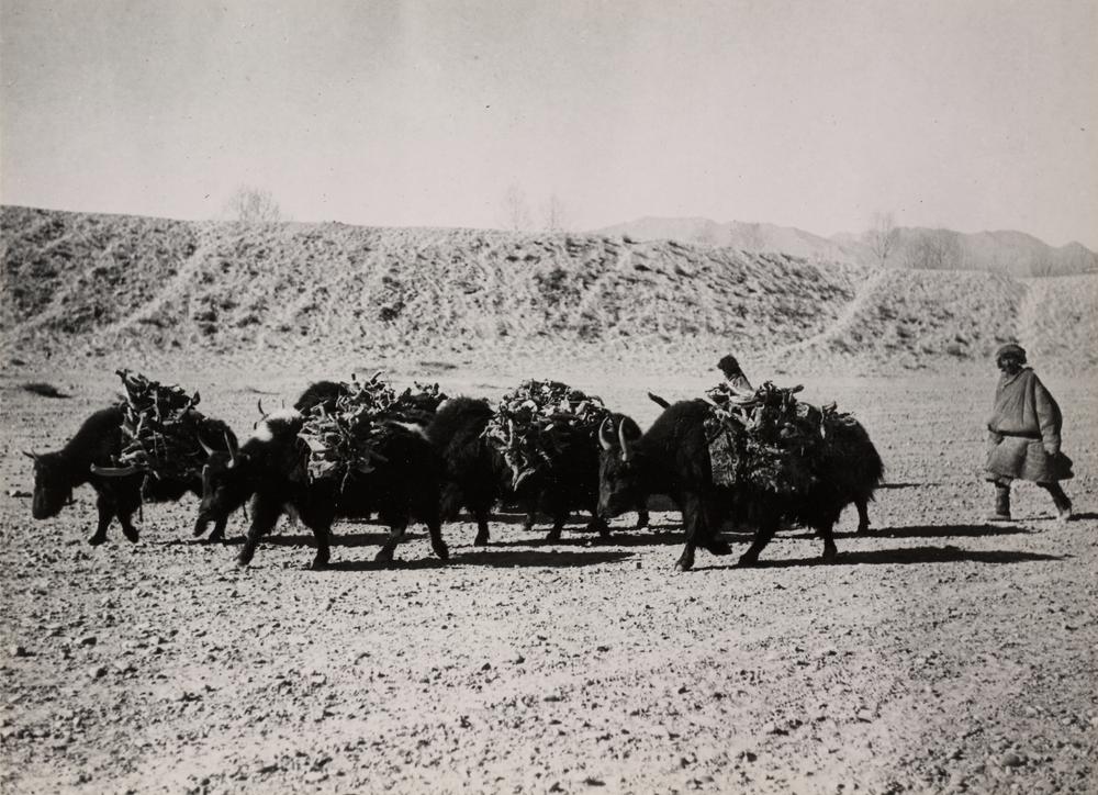 图片[1]-photographic print(black and white); album BM-1986-0313-0.1.196-China Archive